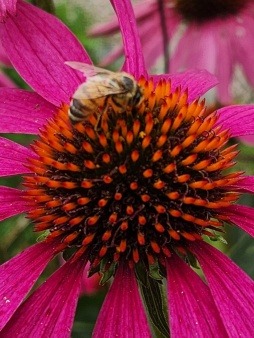 A honeybee visits a purple coneflower (echinacea)
