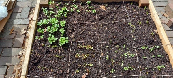 Early Spring Planting