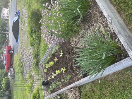 a raised bed