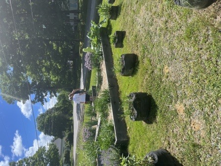 A view of the gardens