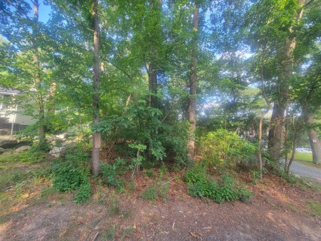 A view of MUC land from the street in a Randolph, MA environmental justice neighborhood photo of a tract of overgrown urban land, from street view.