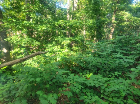 MUC land, Randolph, MA, overgrown with invasive knotweed. Photo of land showing closeup of knotweed, an invasive plant