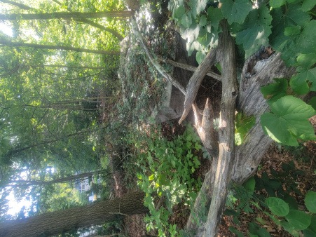 Large logs strewn through MUC land could be removed to forge foot trails for public use. photo of semi-wild land showing large logs strewn throughout.
