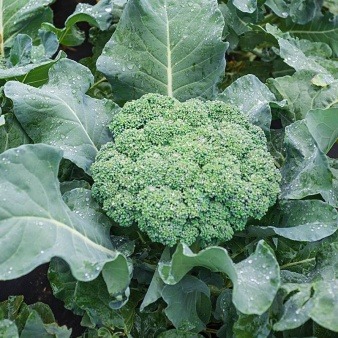 Broccoli grows in Dorchester