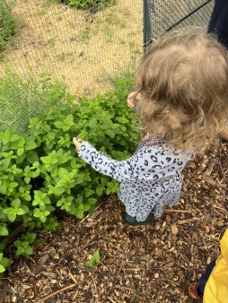 Identifying lemon balm with mom