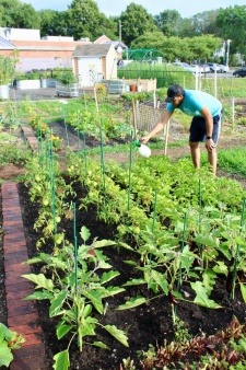 Person watering plants in a community garden in Roslindale