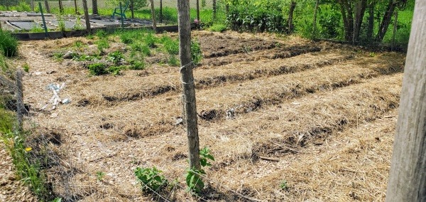 Mulched garden beds