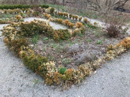 Deteriorated boxwood parterre