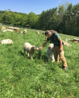 Pasture raised sheep and lambs at five sigma farm,  Sullivan N.H.