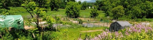 View of the Garden in June looking North