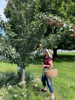 Apple Harvest