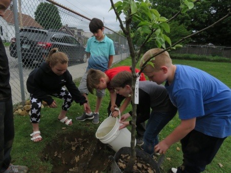 Planting Asian Pear at Oak Grove School