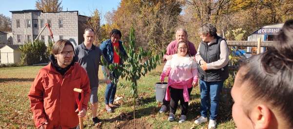 American Plum planting Robbins Ave CG.