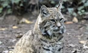 Bobcat on the Waterhouse Brook Trail