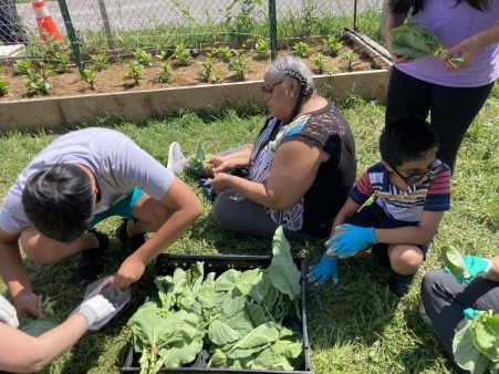 Volunteers Harvesting at The Farm 
