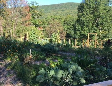 Community Garden Beside Orchard