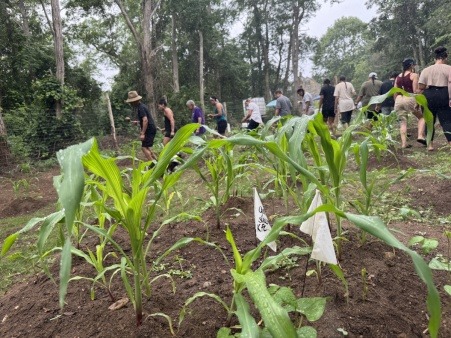 Social Songs in the garden during Hilling Moon July 2025