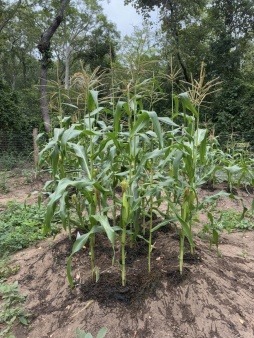 Corn Mound at Parsonage August 2025