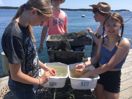 Netting and counting scallop spat