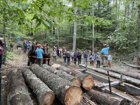 Live power loggers lead workshop on using draft animals to harvest lumber