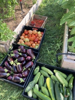 First Big Farm Harvest at Malden Community Garden