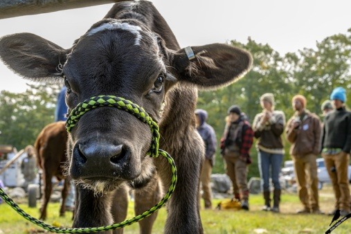 A calf looks at the camera while a group of students observe in the background.