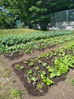 Kale and Leafy Greens