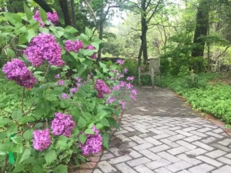 Lilac and Trail