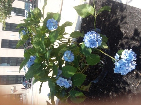 Official Ornamental Flower of Fall River