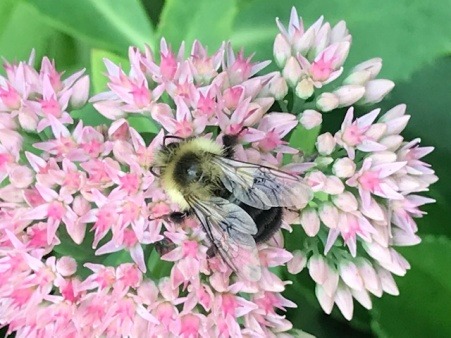 Maureen's Seedum and a Bumblebee Friend