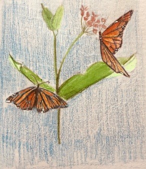 Monarchs on Milkweed: by Julia (9yrs)