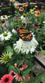 More of Maureen's Monarch Magic