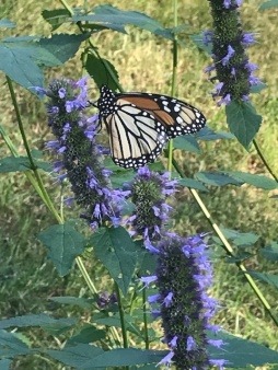 Monarch Magic: Photo by Maureen