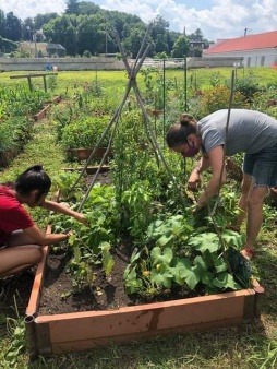 Gardening at Unity Park Community Garden