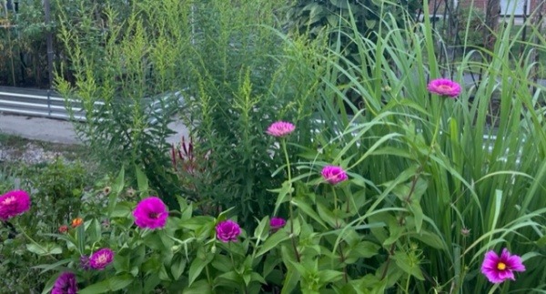 Jill's Pollinator & Herb Garden Combo