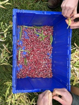 Two pairs of hands work to shell red and white beans for seed saving