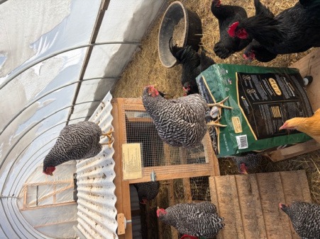 Winter Coop '25-26 Last year's winter coop in Branch Hill Farm's greenhouse. Will not be available for use in future.