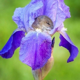 Cute dormouse takes nap in flower