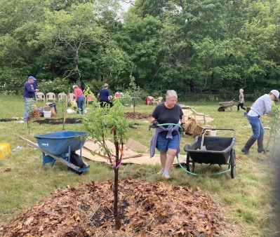 Planting Fruit Tree Guilds