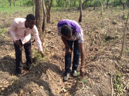 Monitoring of the sprouting of the Yam Minisetts by M&E officers
