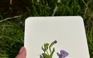nature journaling