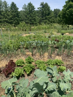 June in the Garden Crops growing in beds one after the other, Kale, Okra, and Potatoes can be seen growing with coniferous trees in the far background.