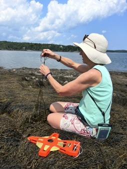 Woman holding up rockweed seaweed at low tide to see its length