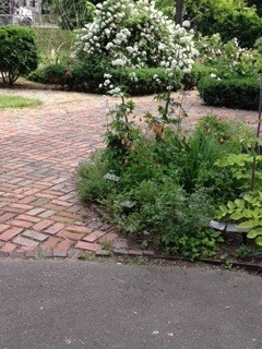 Corner of Herb garden 