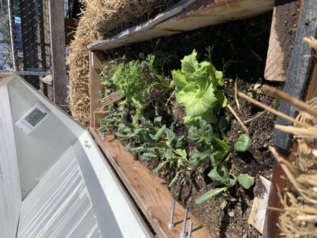 Micro greens in a cold frame in January!