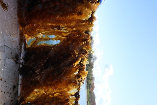 Kelp harvested, on a boat
