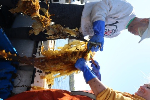 Harvesting kelp on a boat