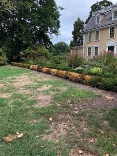 Diseased boxwoods removed 2020