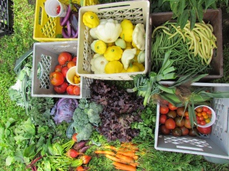 Food Justice organic delivery