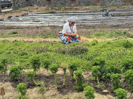 Taina harvesting herbal medicines for an herbal workshop